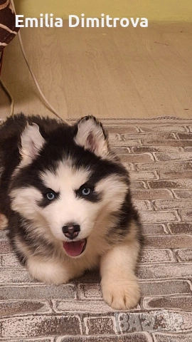 кучета хъскита , снимка 8 - Хъски - 53786158