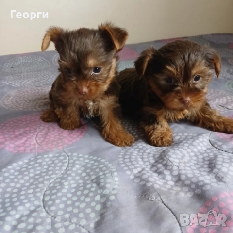  Малки кученца, снимка 2 - Йоркширски териер - 52716061