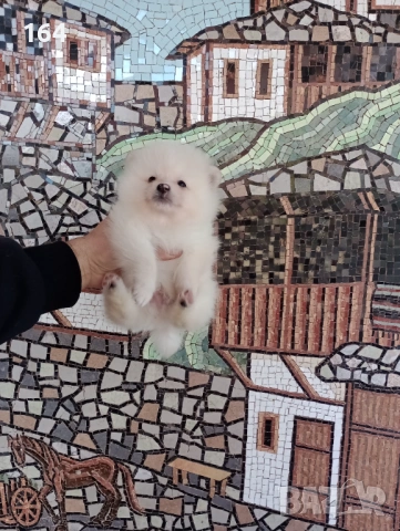 Богат избор на Померани. , снимка 5 - Померан - 53129550