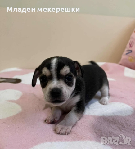 Малки сладури, снимка 4 - Чихуахуа - 53014662