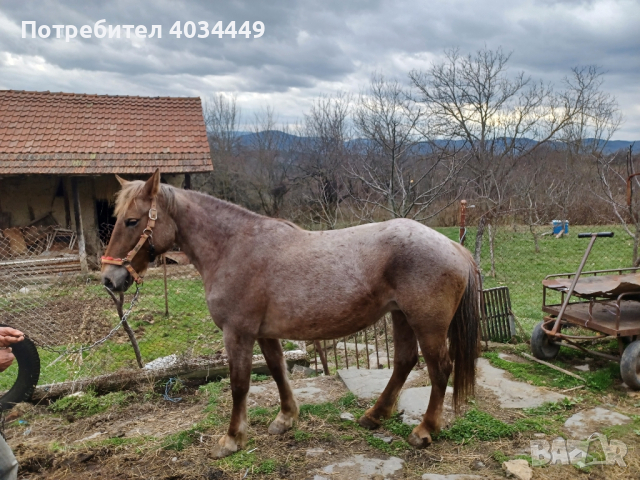 Кон, български тежковоз , снимка 5 - Коне - 44821949