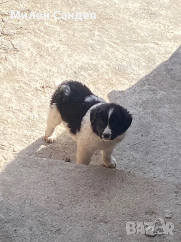 Българска овчарка