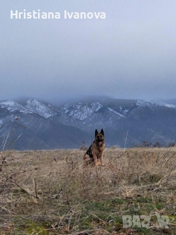 Чистокръвни немски овчарки, снимка 7 - Немска овчарка - 53779107