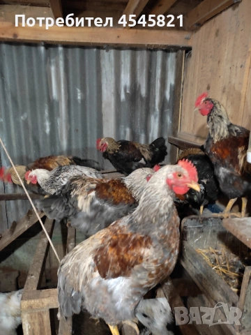 Катунски петли и кокошки 