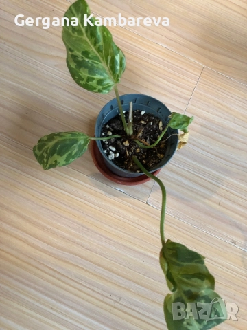 Philodendron Gloriosum Snow leopard , снимка 2 - Стайни растения - 52671558