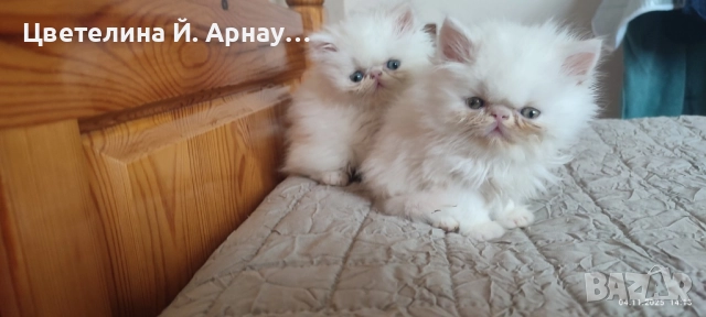 Персийски котета екстремал , снимка 4 - Персийска - 52430537