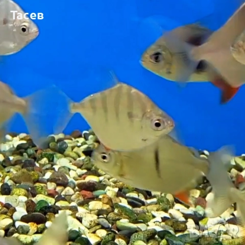 Милеус сетигер 5-6см