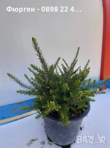 Erica-Ерика, снимка 6 - Разсади - 47427074