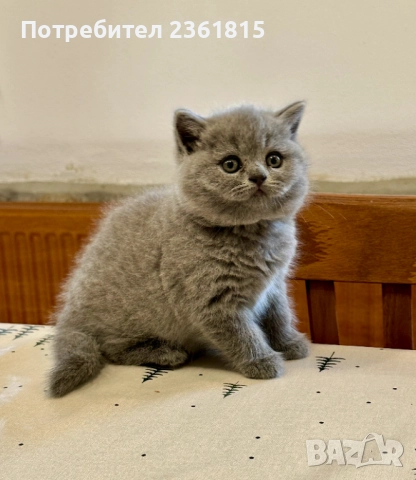 Чистокръвни сини британчета, снимка 13 - Британска късокосместа - 52651148