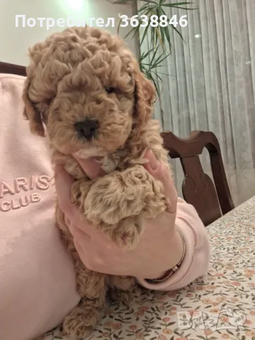 Пудел,мини пудел, снимка 1
