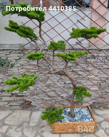 ръчно изработен бонсай Японски стил(уникат) 