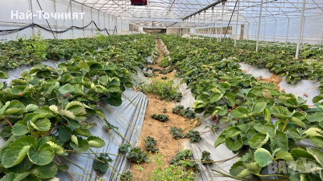 Разсад ягоди “Малинг Виталити”, снимка 6 - Разсади - 52513407