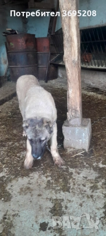 Продавам кучета кръстоска между Кангал и Алабай, снимка 4 - Кангал - 53406697