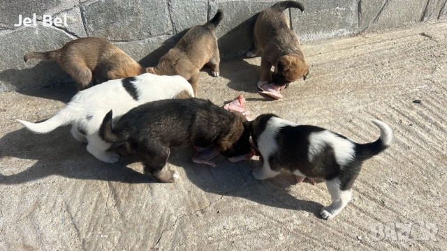 Кученце Кръстоска Алабай Х Белгийска Овчарка с Доставка, снимка 2 - Алабай - 49938706