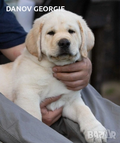 Чистокръвни Лабрадор ретривър мс.ваксини,чип+паспорт, снимка 3 - Акита - 53227299