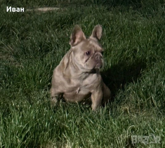 Френски Булдог, снимка 5 - Френски булдог - 53140404