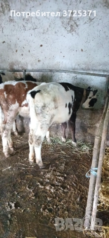 Продавам 6 бр телета , снимка 5 - Крави - 53295775