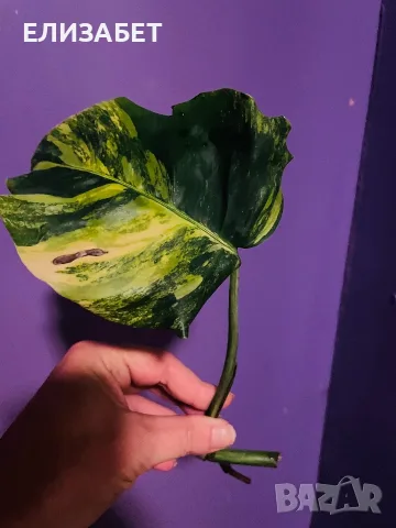 Резник monstera 