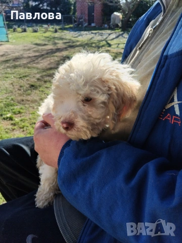 Продавам кученца лагото романьоло, снимка 6 - Други - 53065220