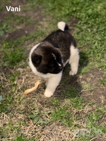 Америкаска акита мъжки и женски, снимка 2 - Акита - 52944490