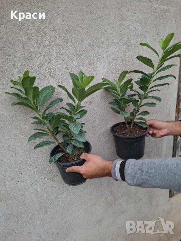 Лавровишна, снимка 2 - Градински цветя и растения - 50258727