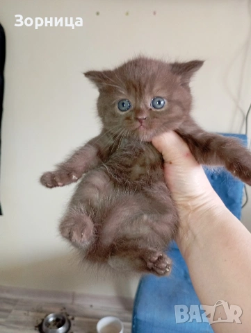 БРИТАНСКО КОТЕ, снимка 10 - Британска късокосместа - 53468415