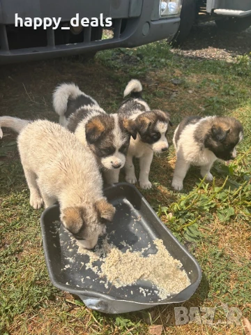 Кученца пухчета акита и хъски, снимка 1
