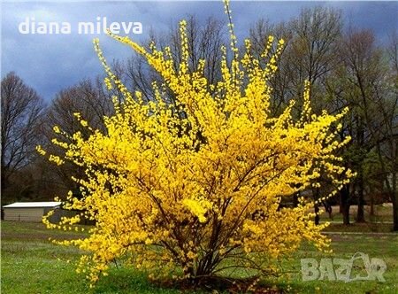 Форзиция, Forsythia, студоустойчива, снимка 6 - Градински цветя и растения - 39829436