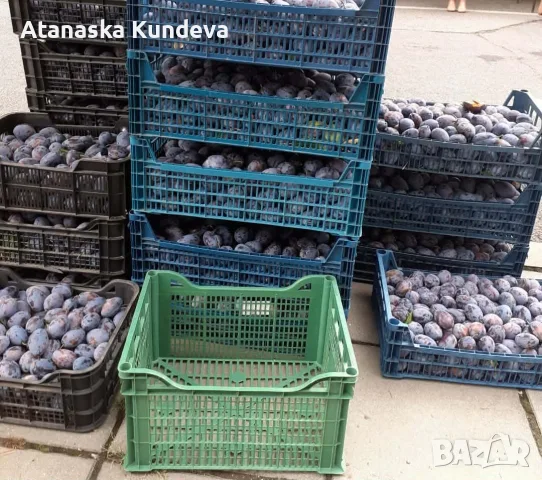 Сини сливи "Стенлей", снимка 7 - Домашни продукти - 55903852
