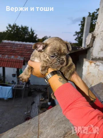Френски булдог .