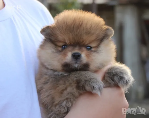 Померани момченца, снимка 3 - Померан - 48114687