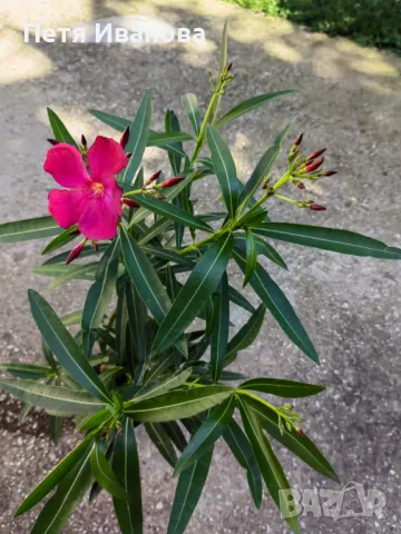 Олеандър (зокум, лян) , снимка 4 - Градински цветя и растения - 50008789