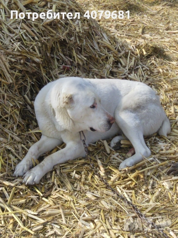 Алабй , снимка 2 - Средноазиатска овчарка - 53869958