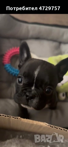 френски булдог женски