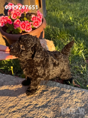 Пудел той, снимка 1