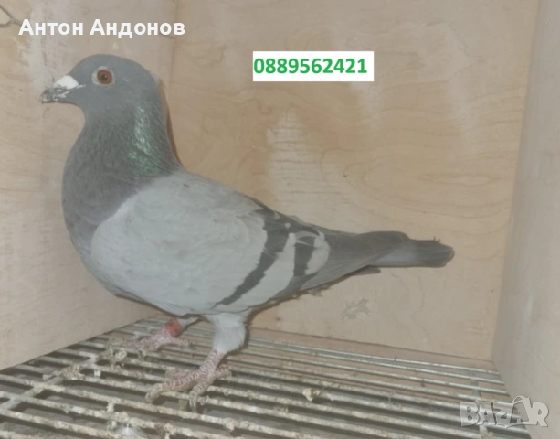 Спортни гълъби, снимка 9 - Гълъби - 53148839