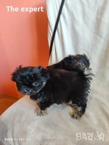 Пекинез Кралски , снимка 3 - Пекинез - 53750442