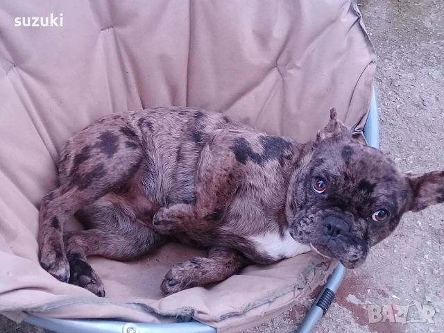 френски булдог мерле, снимка 3 - Френски булдог - 53692269