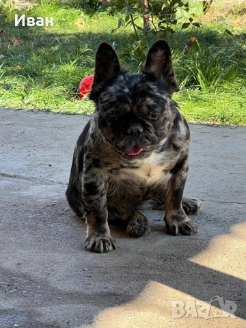 Френски булдог, снимка 7 - Френски булдог - 53140562