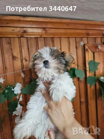 Мини женски Бивър йорки , снимка 1