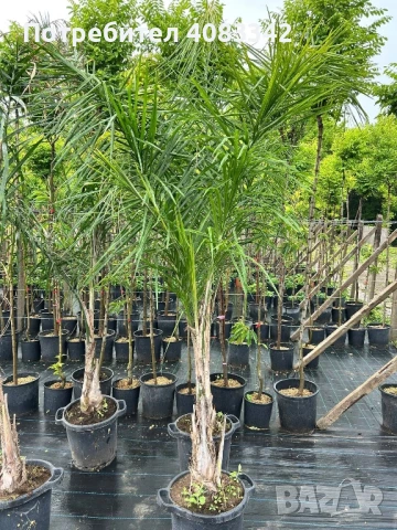 Кокосова Палма