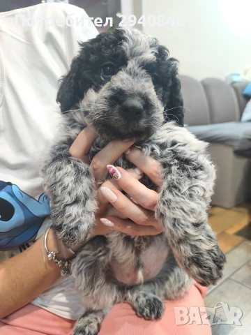 Кучета Лагото Романьоло , снимка 3 - Други - 53114060