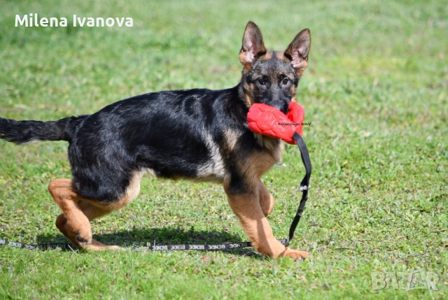 Женска немска овчарка с родословие 
