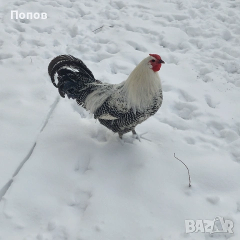 Продавам вествалски петлета, снимка 3 - Кокошки и пуйки - 52050258