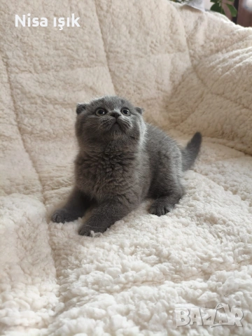 побързайте за да е при вас 