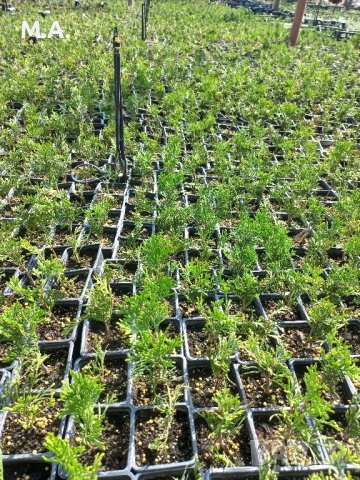 Вкоренен разсад на туя смарагд и др. вечнозелени растения