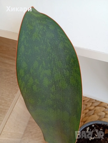 Sansevieria Masoniana - Whale fin ( Сансевиера Китова перка ), снимка 6 - Стайни растения - 51888121