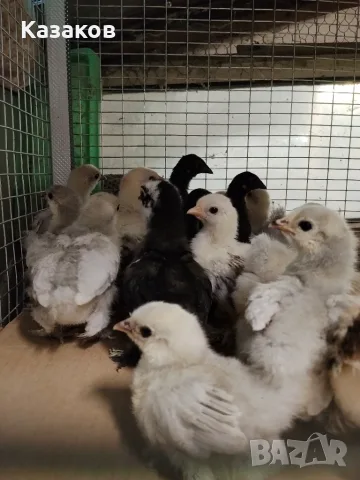 Продавам пилета Мини Кохин