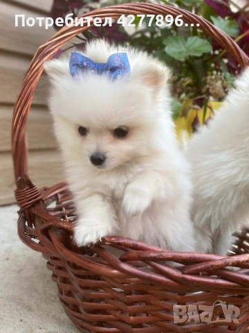 Померанчета , снимка 3 - Померан - 53734053