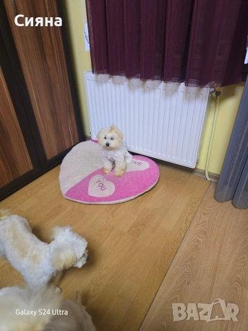 малтипу момче и момиче 